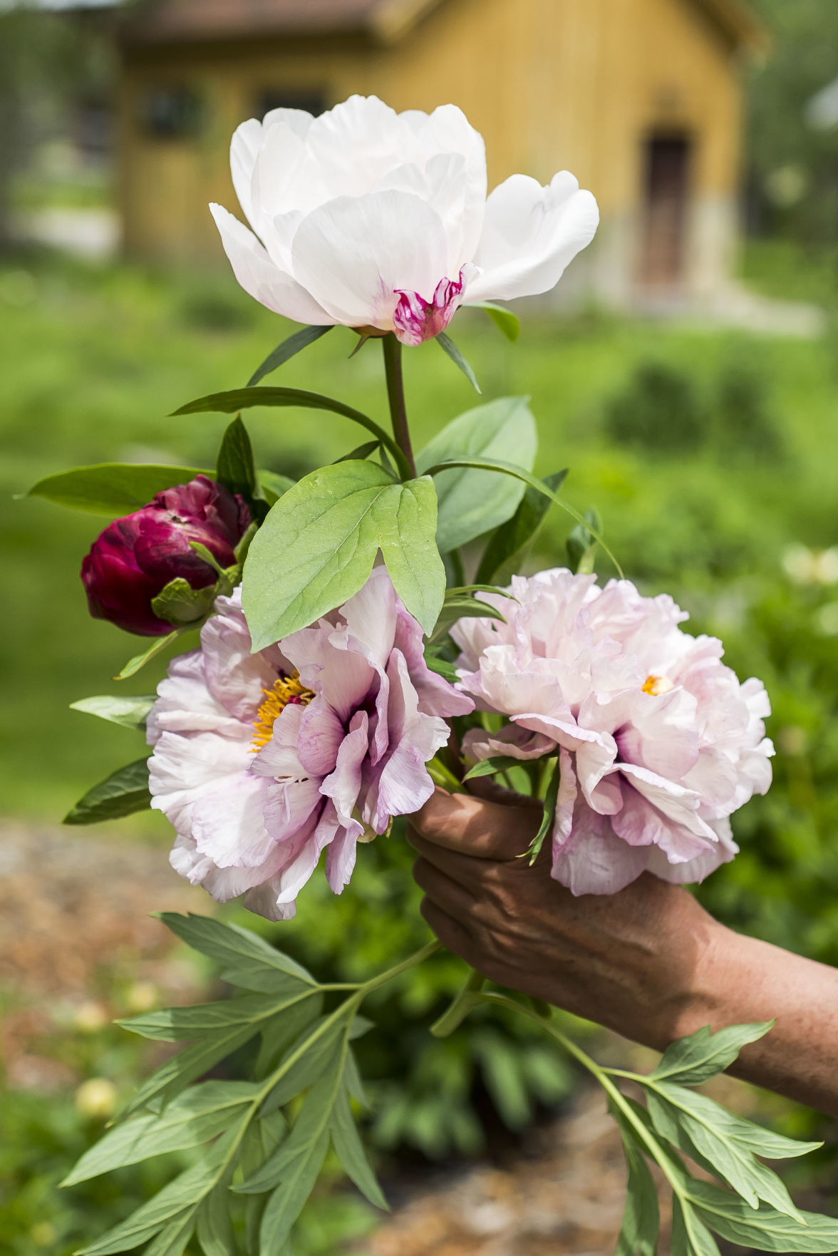 Fish Creek Peonies